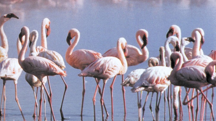 Llancanelo, en la agenda global: el humedal mendocino fue reconocido como sitio clave para aves migratorias