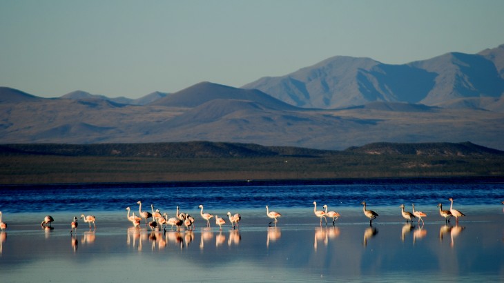 Conservación Ambiental: La Laguna de Llancanelo se suma a una red internacional