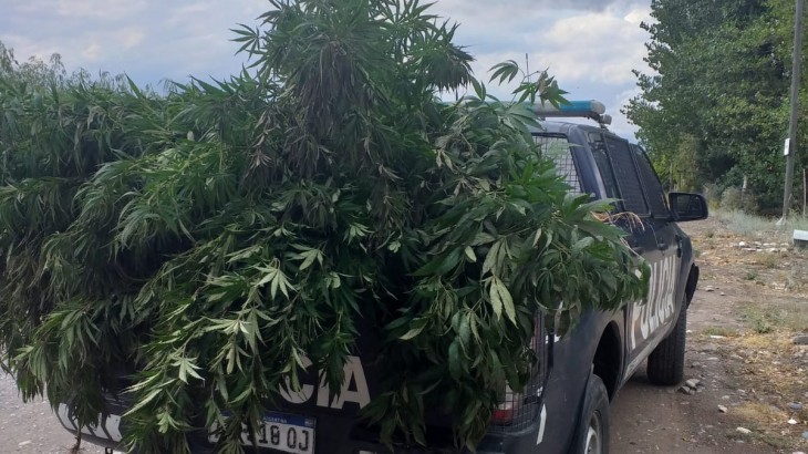 Decomisaron más de 70 kilos de marihuana en Guaymallén
