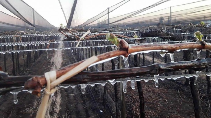 Brindarán ayuda a productores de departamentos de Mendoza