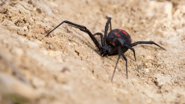 Emiten recomendaciones ante la proliferacion de arañas venenosas en Mendoza