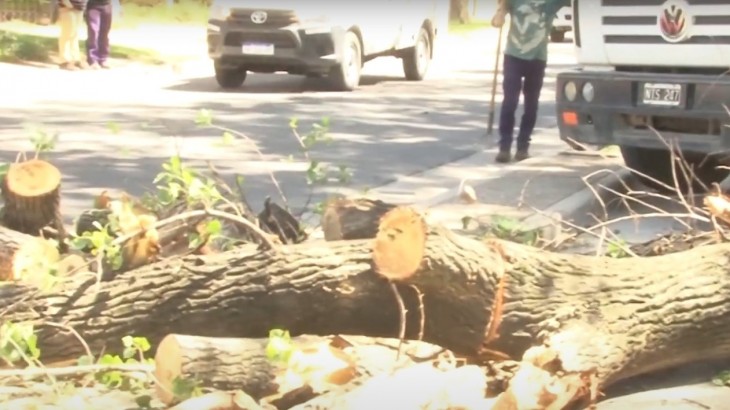 Arbolado Público: los municipios asumirán el control total del mantenimiento