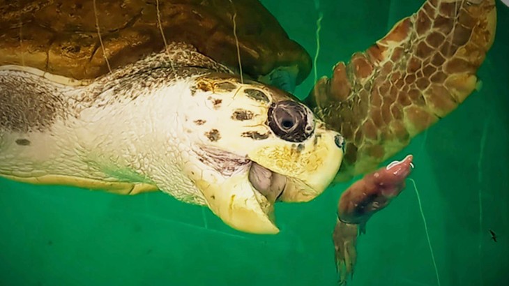 El Tortugo Jorge tendrá su documental: la historia mendocina que conmovió al mundo y dejó un precedente único en defensa animal