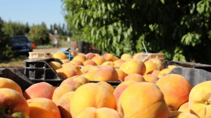 Mendoza presentó el pronóstico de cosecha de durazno para la campaña 2025/26
