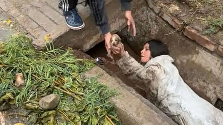 Una perra y sus cachorros fueron salvados de morir ahogados tras refugiarse bajo un puente