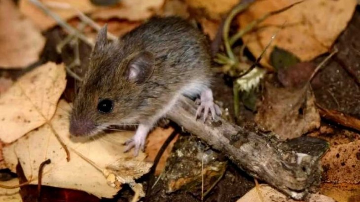 Una niña de 10 años murió a causa del hantavirus
