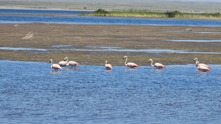 El embalse El Nihuil se llena de color con la llegada de flamencos durante el verano