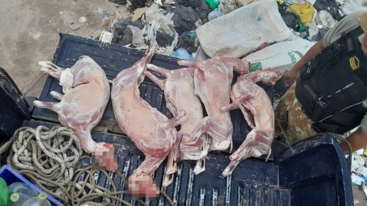 Decomisaron caprinos faenados y trasladados de manera ilegal en General Alvear