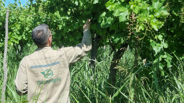 Cornejo anunció que Mendoza pidió ampliar las zonas libres de Mosca del Mediterráneo