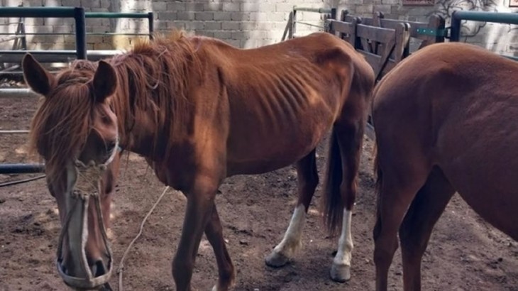 La policía rescató a 3 caballos: estaban desnutridos y en deplorable estado