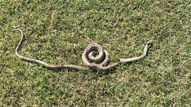 Serpiente de gran tamaño apareció en zona urbana de San Rafael