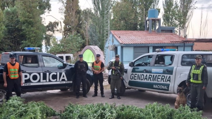 Tenia plantas de marihuana en su patio: la descubrieron porque las plantas sobresalían la medianera