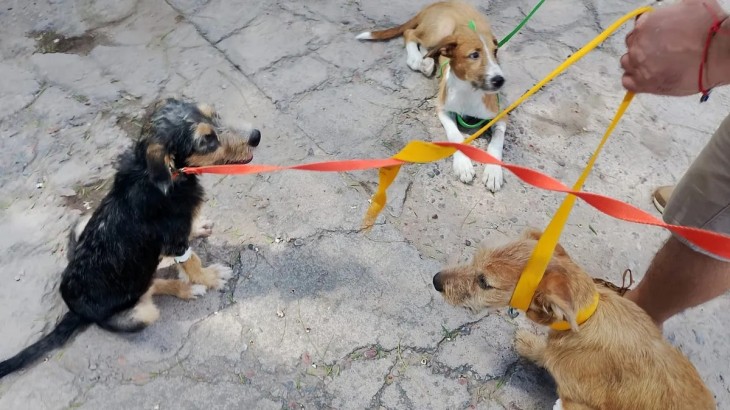 Mendoza un antes y un después: fallo histórico por maltrato animal con condena efectiva