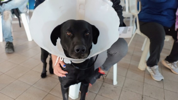 Castraciones y atención veterinaria: cronograma de la semana en General Alvear