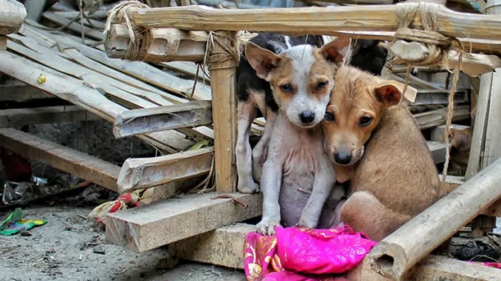 Lanzan campaña solidaria para abrigar a perros en situación de calle en San Rafael