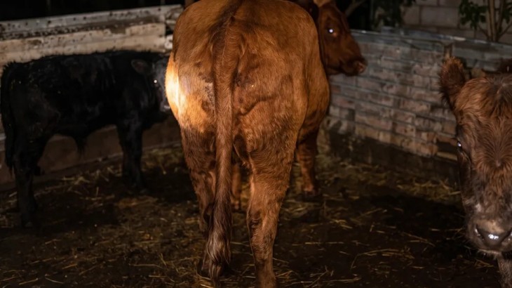 Operativo policial en Guaymallén: desbaratan un centro de faena clandestina