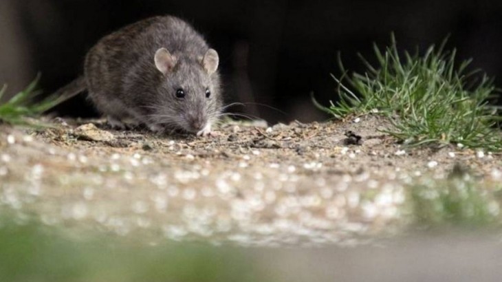 Hantavirus en alza: Argentina registra cifras récord y enciende alertas