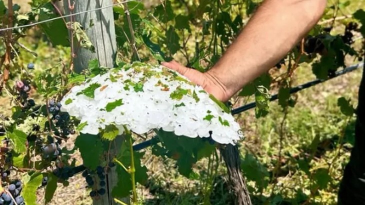 Nación transfirió fondos a Mendoza para asistir a productores afectados por tormentas y granizo