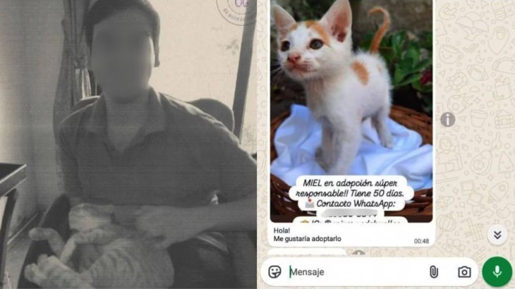 Denuncian a un joven por adoptar gatos y asesinarlos
