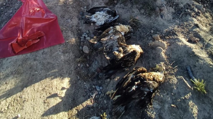 Refuerzan controles tras la muerte de cinco águilas moras en Rivadavia