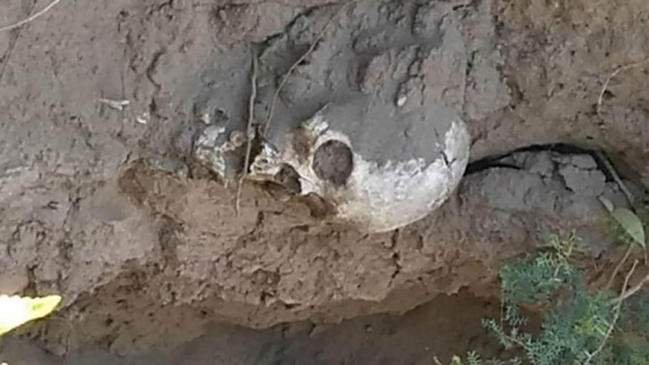 Estaba sentado en el patio de su casa y su perro le trajo una cabeza humana